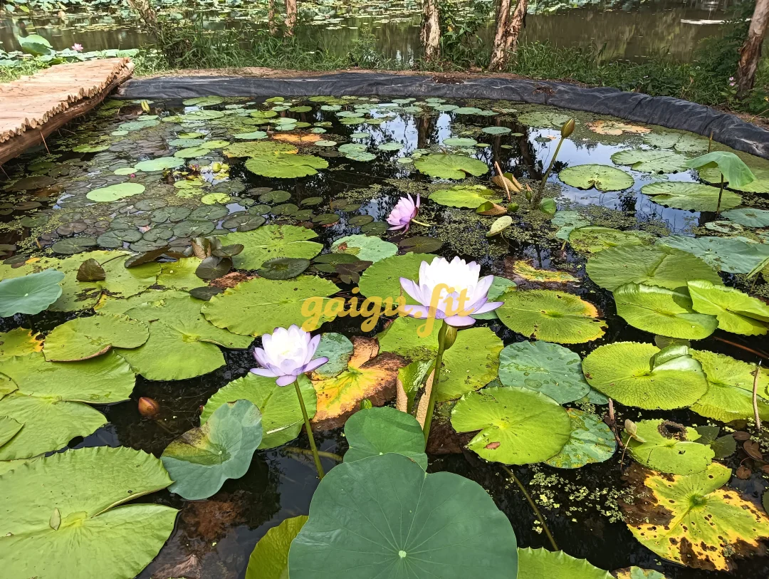 Ảnh bài viết